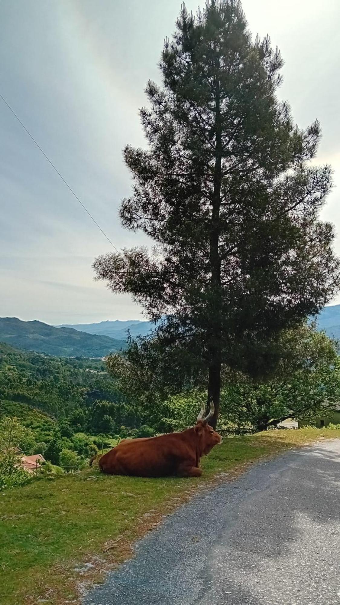 Chalet Do Soajo Arcos de Valdevez Dış mekan fotoğraf
